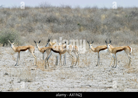 Springbock (Antidorcas Marsupialis) Herde, Central Kalahari, Botswana, Afrika Stockfoto