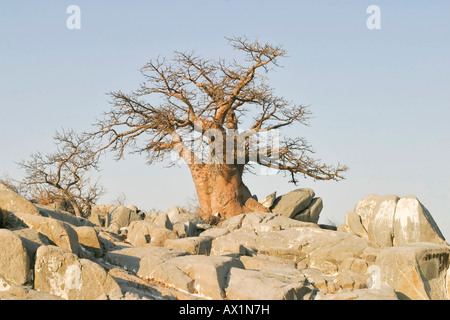 Affenbrotbäume oder Affenbrotbäume Digitata auf Kubu Island (Lekubu) im Südwesten von Sowa Pan, Makgadikgadi Pfannen, Botswana, Afrika Stockfoto