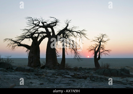 Affenbrotbäume oder Affenbrotbäume Digitata auf Kubu Island (Lekubu) bei Sonnenaufgang im Südwesten von Sowa Pan, Makgadikgadi Salzpfannen, Botswana, Af Stockfoto