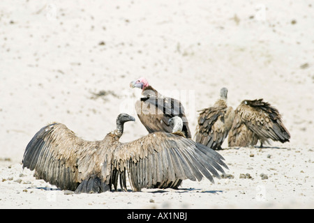 Kap-Griffon oder Kap Geier (abgeschottet Coprotheres) und Ohrengeier-faced Vulture Nubian Geier (Aegypius Tracheliotus, ehemaliger Torgoen Stockfoto