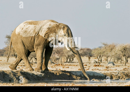 Trinken, Afrikanischer Elefant (Loxodonta Africana), Nxai Pan, Makgadikgadi Pans Nationalpark, Botswana, Afrika Stockfoto