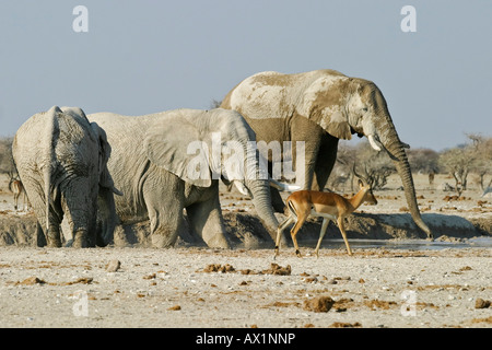 Trinken von afrikanischen Elefanten (Loxodonta Africana) und eine Impala (Aepyceros Melampus), Nxai Pan, Makgadikgadi Pans Nationalpark, B Stockfoto