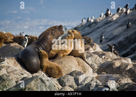 Südliche Seelöwen (Otaria Flavescens), Beagle-Kanal, Feuerland, Argentinien, Südamerika Stockfoto