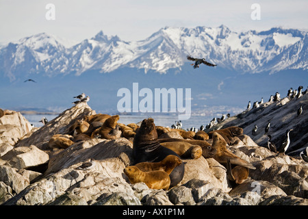 Südliche Seelöwen (Otaria Flavescens), Beagle-Kanal, Feuerland, Argentinien, Südamerika Stockfoto