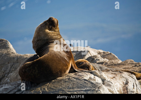 Südliche Seelöwen (Otaria Flavescens), Beagle-Kanal, Feuerland, Argentinien, Südamerika Stockfoto