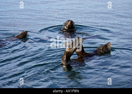 Südliche Seelöwen schwimmen (Otaria Flavescens), Beagle-Kanal, Feuerland, Argentinien, Südamerika Stockfoto