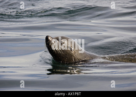Schwimmen, südlichen Seelöwe (Otaria Flavescens), Beagle-Kanal, Feuerland, Argentinien, Südamerika Stockfoto