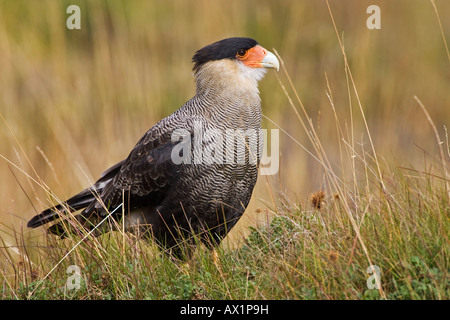 Karakara (Milvago Chimango) an den Nationalpark Tierra Del Fuego, Argentinien, Südamerika Stockfoto