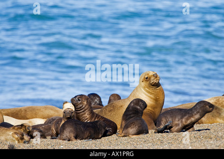 Südliche Seelöwen-Kolonie (Otaria Flavescens), Halbinsel Valdes, Patagonien, Ost-Küste, Atlantik Ozean, Argentinien, Südamerika Stockfoto