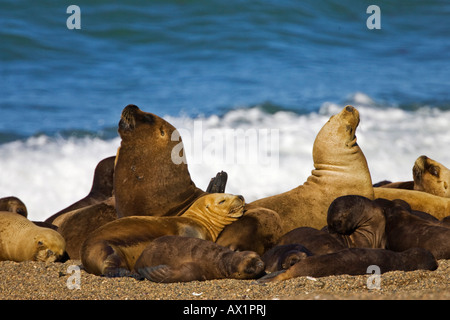 Südliche Seelöwen-Kolonie (Otaria Flavescens), Halbinsel Valdes, Patagonien, Ost-Küste, Atlantik Ozean, Argentinien, Südamerika Stockfoto