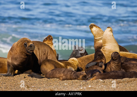 Südliche Seelöwen-Kolonie (Otaria Flavescens), Halbinsel Valdes, Patagonien, Ost-Küste, Atlantik Ozean, Argentinien, Südamerika Stockfoto