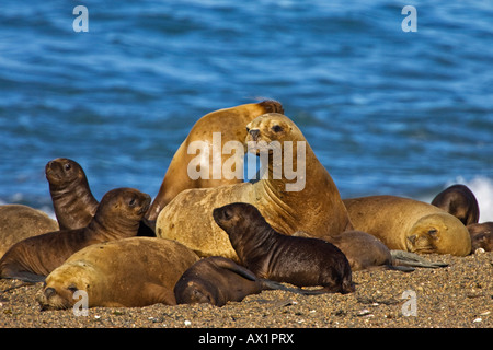 Südliche Seelöwen-Kolonie (Otaria Flavescens), Halbinsel Valdes, Patagonien, Ost-Küste, Atlantik Ozean, Argentinien, Südamerika Stockfoto