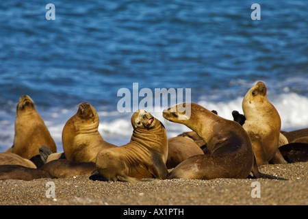 Südliche Seelöwen-Kolonie (Otaria Flavescens), Halbinsel Valdes, Patagonien, Ost-Küste, Atlantik Ozean, Argentinien, Südamerika Stockfoto