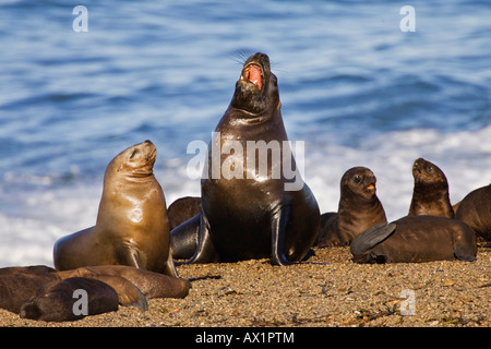 Südliche Seelöwen-Kolonie (Otaria Flavescens), Halbinsel Valdes, Patagonien, Ost-Küste, Atlantik Ozean, Argentinien, Südamerika Stockfoto