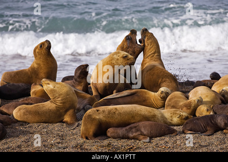 Südliche Seelöwen-Kolonie (Otaria Flavescens), Halbinsel Valdes, Patagonien, Ost-Küste, Atlantik Ozean, Argentinien, Südamerika Stockfoto