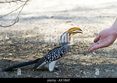 Gelb-billed Hornbill oder fliegende Banane (Tockus Flavirostris) ist von hand füttern Nxai Pan, Makgadikgadi Pans Nationalpark, Bo Stockfoto