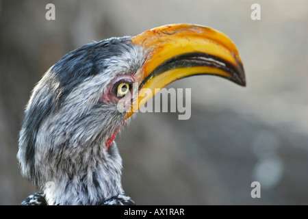 Gelb-billed Hornbill oder fliegende Banane (Tockus Flavirostris), Nxai Pan, Makgadikgadi Pans Nationalpark, Botswana, Afrika Stockfoto