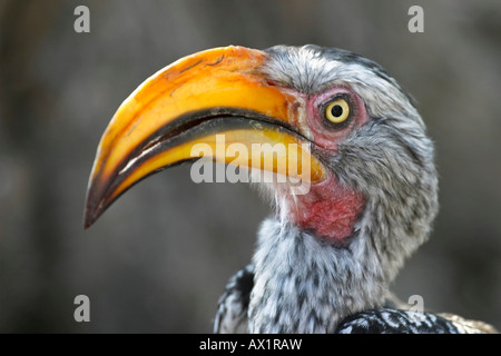 Gelb-billed Hornbill oder fliegende Banane (Tockus Flavirostris), Nxai Pan, Makgadikgadi Pans Nationalpark, Botswana, Afrika Stockfoto