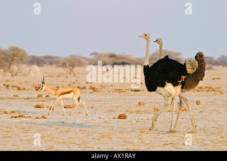 Strauße (Struthio Camelus) und ein Springbock (Antidorcas Marsupialis), Nxai Pan, Makgadikgadi Pans Nationalpark, Botswana, Afri Stockfoto