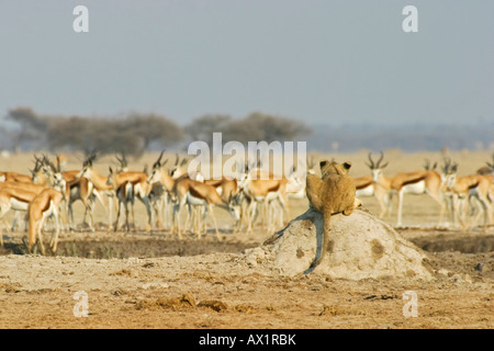 Löwin (Panthera Leo) auf einem Hügel Termiten Uhren zu einer Herde Springböcke (Antidorcas Marsupialis), Nxai Pan, Makgadikgadi Pfannen Stockfoto