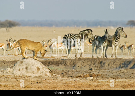 Löwin (Panthera Leo) auf einem Hügel der Termiten mit Springboks (Antidorcas Marsupialis) und Zebras (Equus Quagga Burchelli), Nxai Pa Stockfoto