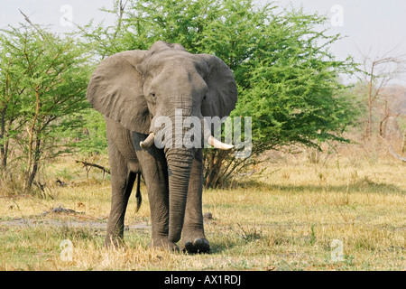 Afrikanischer Elefant (Loxodonta Africana), Moremi Nationalpark, Moremi Wildlife Reserve, Okavango Delta, Botswana, Afrika Stockfoto