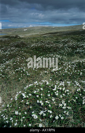 Moltebeeren Rubus Chamaemorus blühen in der Tundra Varanger Halbinsel Norwegen Juli 2001 Stockfoto