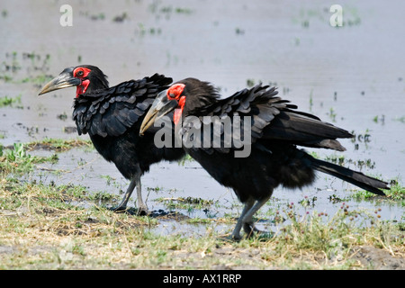 Südlichen Boden Nashornvögel (Bucorvus Leadbeateri) sucht nach Chow, Okavango Delta, Moremi Nationalpark, Moremi Wildlife Reserve, Stockfoto