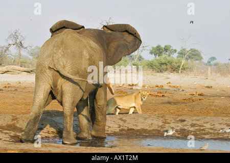 Afrikanischer Elefant (Loxodonta Africana) greift ein Löwe (Panthera Leo) an einer Wasserstelle, Savuti, Chobe Nationalpark, Botswana, Afrika Stockfoto