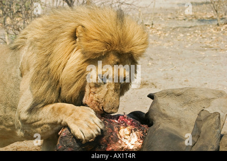 Männlicher Löwe (Panthera Leo) ist Essen einen erfassten Elefant, Savuti, Chobe Nationalpark, Botswana, Afrika Stockfoto