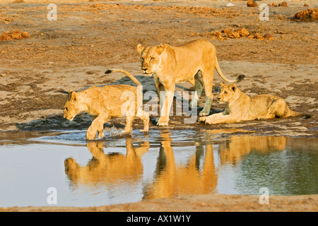 Löwin mit ihren Tassen (Panthera Leo) in das Wasserloch, Savuti, Chobe Nationalpark, Botswana, Afrika zu spielen Stockfoto