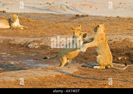 Spielen Löwe Tassen (Panthera Leo), Savuti, Chobe Nationalpark, Botswana, Afrika Stockfoto