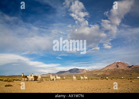 Berglandschaft mit Lamas (Lama Glama) und Alpakas (Vicugna Pacos) im Nationalpark Lauca auf dem Weg zum Nationalpark Rese Stockfoto