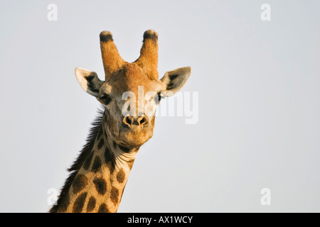 Giraffe (Giraffa Plancius) Chobe Nationalpark, Botswana, Afrika Stockfoto