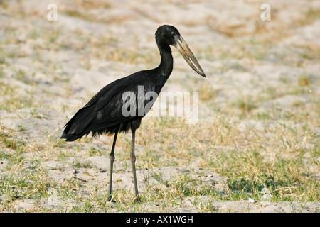 Afrikanische Openbill Storch (Anastomus Lamelligerus), Chobe River, Chobe Nationalpark, Botswana, Afrika Stockfoto