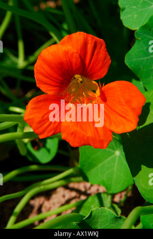 Orange indische Kresse Stockfoto