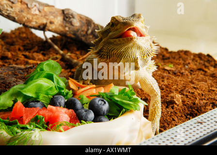 Zentralen Bearded Dragon (Pogona Vitticeps) Obst zu essen Stockfoto