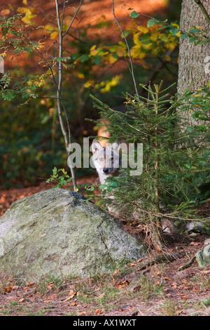 Junger Grauwolf (Canis lupus), Freigelände, Nationalpark Bayerischer Wald, Bayern, Germa Stockfoto