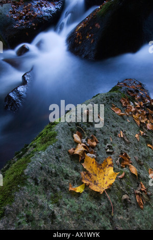 Buchberger Leite, Ringelai, Bayerischer Wald (Bayerischer Wald), Bayern, Deutschland, Europa Stockfoto