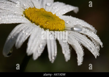 Oxeye Daisy oder Margerite (Leucanthemum Vulgare) bedeckt im Tau, Bayerischer Wald, Bayern, Deutschland, Europa Stockfoto