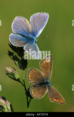 Blaue Adonis (Lysandra Bellargus), männliche und weibliche, Bayerischer Wald (Bayerischer Wald), Bayern, Deutschland, Europa Stockfoto