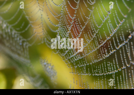 Spinnennetz mit Tautropfen, Bayern, Deutschland, Europa Stockfoto