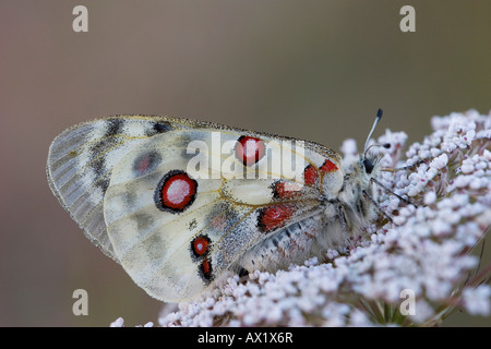 Apollon oder Mountain Apollo-Falter (schon Apollo) thront auf Blume, Eichstätt, Bayern, Deutschland, Europa Stockfoto