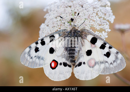 Apollon oder Mountain Apollo-Falter (schon Apollo) thront auf Blume, Eichstätt, Bayern, Deutschland, Europa Stockfoto