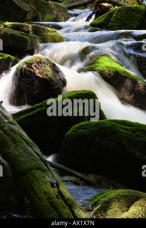 Kleinen Ohe Flussbett, Waldhaeuser, Nationalpark Bayrischer Wald (Nationalpark Bayerischer Wald), Bayern, Deutschland, Europa Stockfoto