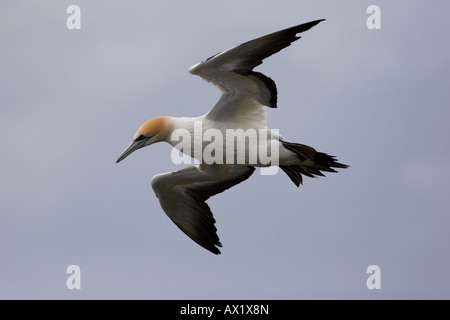 Australasian Gannet oder Takapu (Morus Serrator), Muriwai Beach, Nordinsel, Neuseeland, Ozeanien Stockfoto