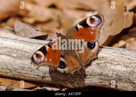 Europäische Pfau Raupe Schmetterling (Inachis Io), Nationalpark Bayrischer Wald (Nationalpark Bayerischer Wald), Bayern, Deutschland Stockfoto