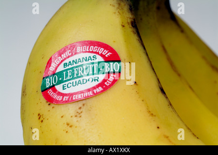 Banane mit Produktaufkleber Fairtrade Banana Label Bio Bio Ecuador-Zertifizierung Stockfoto