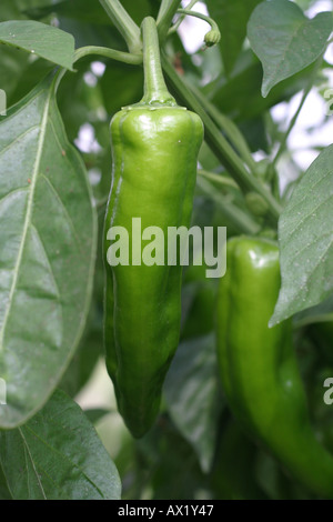 Grüner Pfeffer Stockfoto