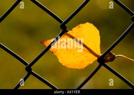 Herbst Blatt gefangen in einem Maschendrahtzaun Stockfoto